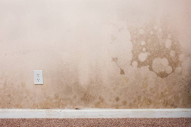 How to Deal With Water Damage in Your Home